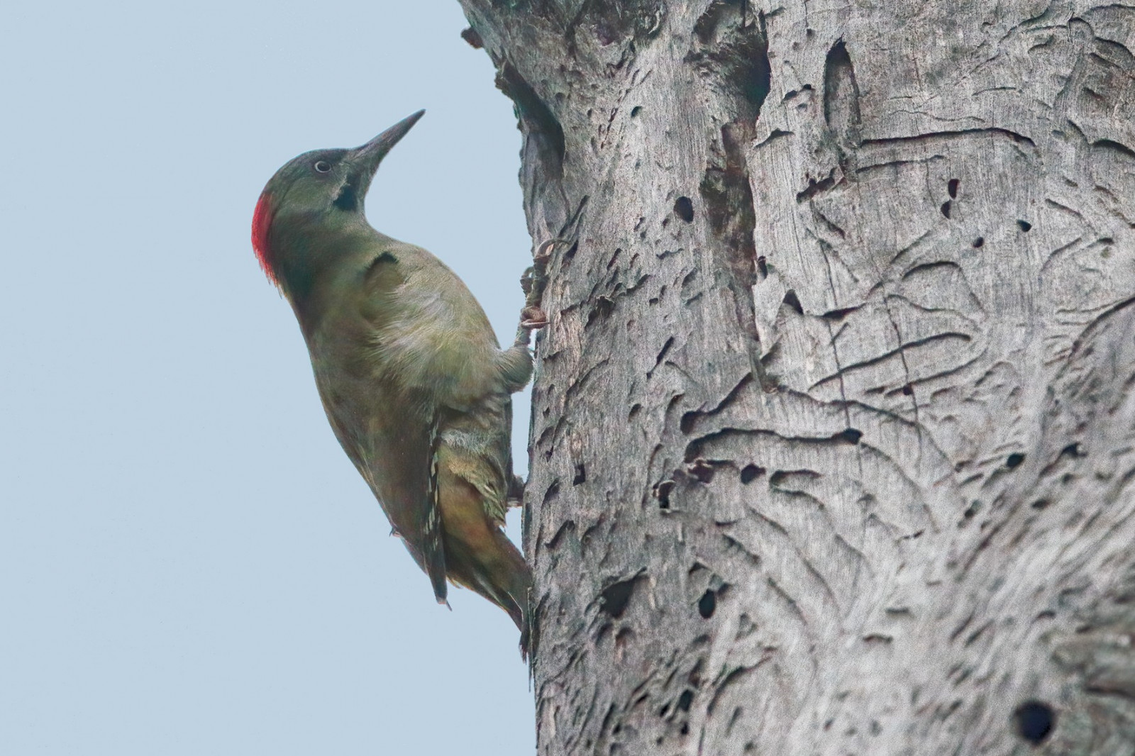 image Levaillant's Woodpecker